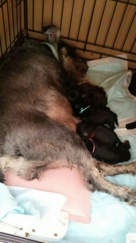 ファイル 2016-07-11 21 44 31