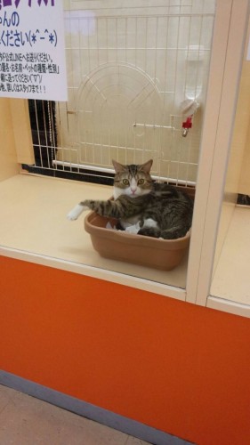 ファイル 2016-07-19 21 11 06