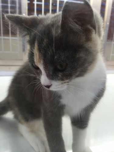 ファイル 2016-07-03 19 50 56