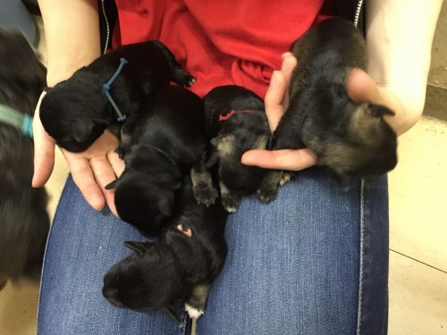 ファイル 2016-07-11 21 46 06