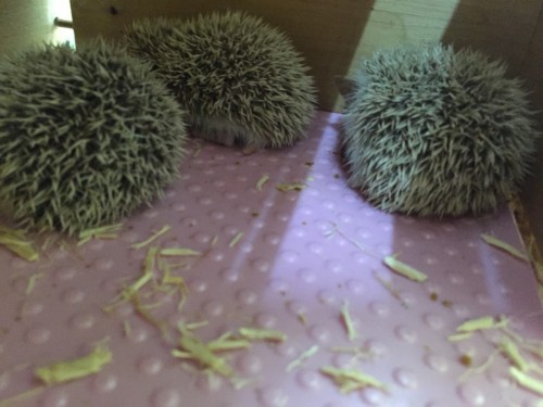 写真 2016-07-21 15 54 40