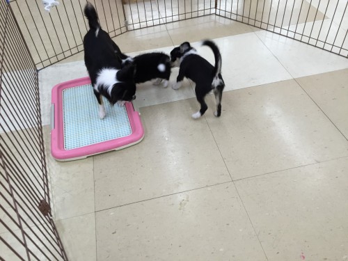 ファイル 2016-07-05 21 39 04