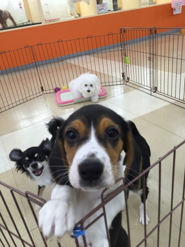 ファイル 2016-07-29 22 17 50