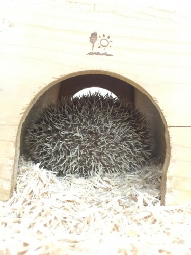 写真 2016-07-21 15 54 21