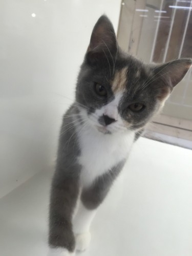 ファイル 2016-07-03 19 50 36