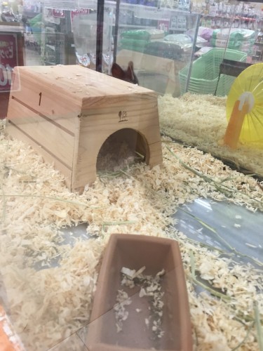 写真 2016-07-09 20 39 35