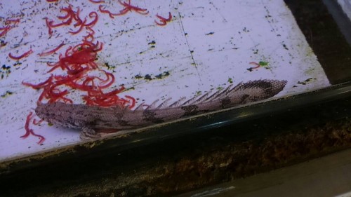 写真 2016-07-17 18 22 20