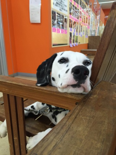 写真 2016-08-22 12 20 57