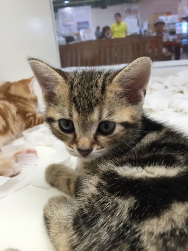 ファイル 2016-08-12 18 36 55