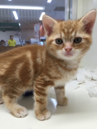 ファイル 2016-08-12 18 37 28