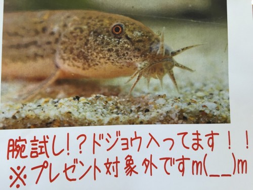 ファイル 2016-08-11 14 40 15