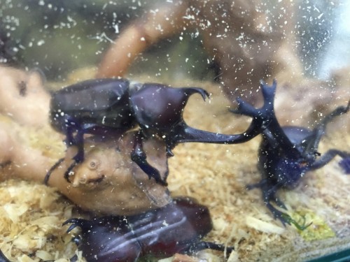 ファイル 2016-08-08 19 56 25