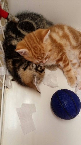 ファイル 2016-08-12 20 14 58