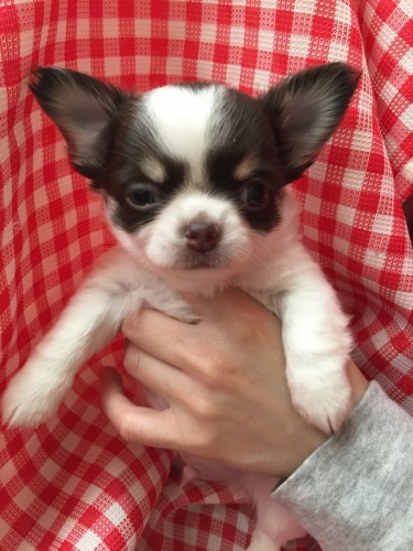 ファイル 2016-09-11 20 02 21