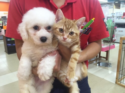 ファイル 2016-09-28 21 17 59