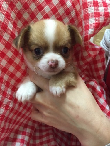 ファイル 2016-09-11 20 01 50