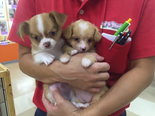 ファイル 2016-09-28 21 18 21