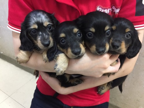 ファイル 2016-10-19 21 15 12