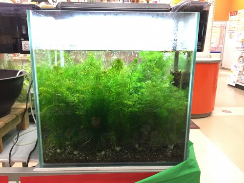 写真 2016-10-22 17 14 20