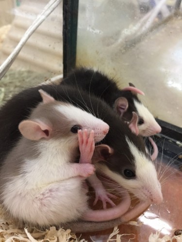 写真 2016-10-31 19 22 37