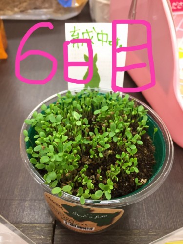 写真 2016-10-11 13 22 44