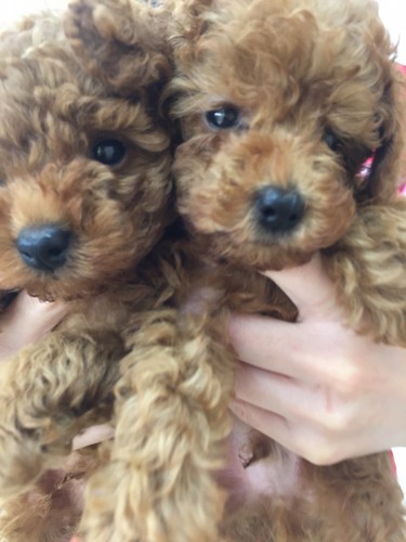 ファイル 2016-10-07 18 25 19