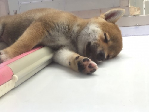 写真 2016-10-08 12 17 26