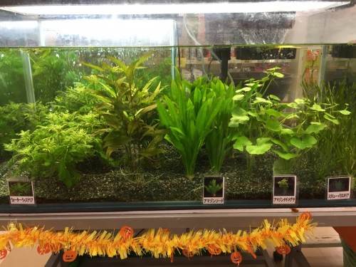 写真 2016-10-22 17 14 08