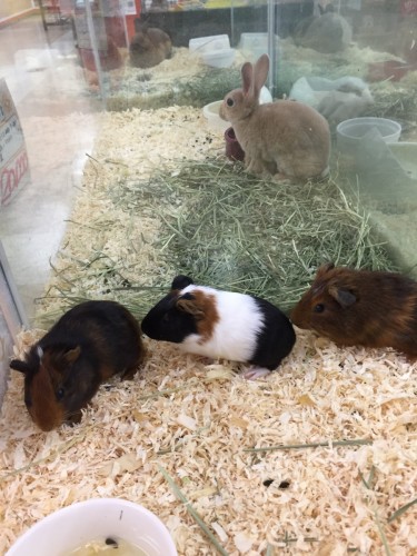 ファイル 2016-10-16 19 30 10