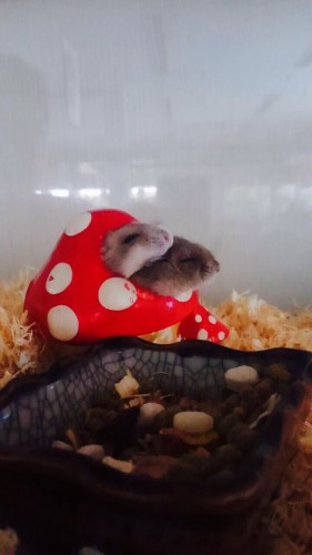 ファイル 2016-10-09 19 23 50