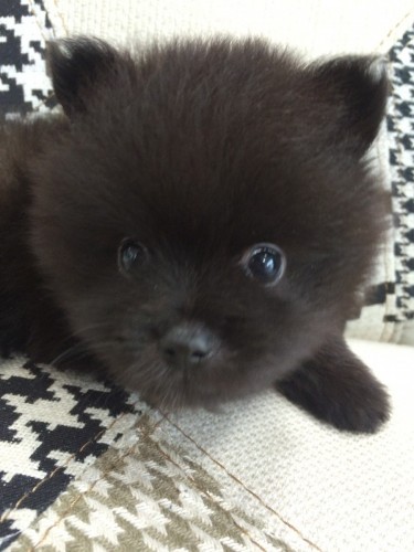 写真 2016-10-26 13 34 45