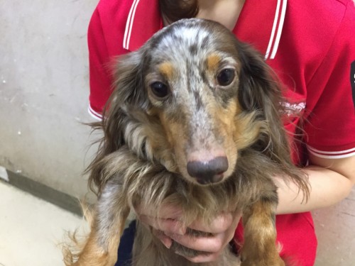 ファイル 2016-10-19 21 14 58