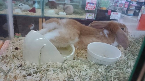 ファイル 2016-10-09 19 23 04