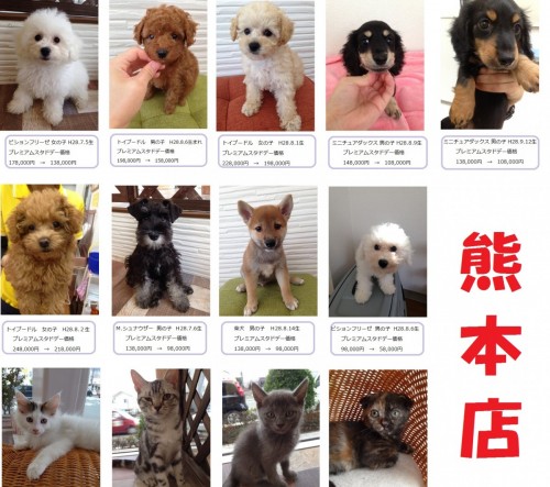 熊本店で販売しています