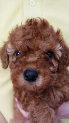 ファイル 2016-12-21 21 29 23