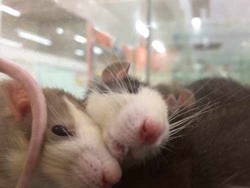 写真 2016-12-27 17 37 53