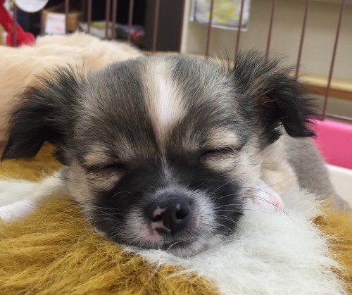 写真 2016-12-02 14 00 59