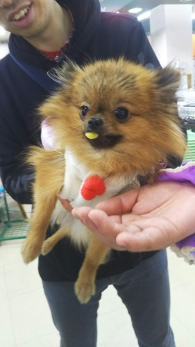 ファイル 2016-12-24 17 21 48