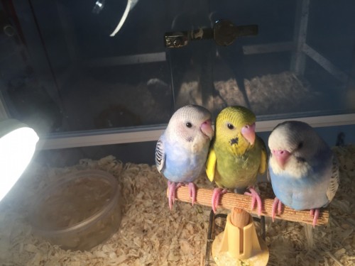 ファイル 2016-12-18 20 08 22