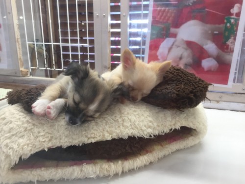 ファイル 2016-12-19 13 58 43