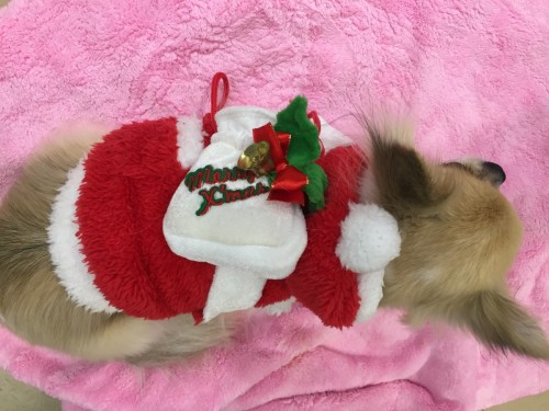 ファイル 2016-12-24 17 21 20