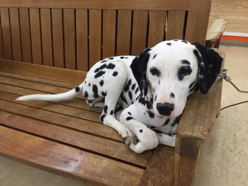 ファイル 2016-12-19 13 35 43