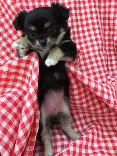 ファイル 2016-12-19 12 04 32