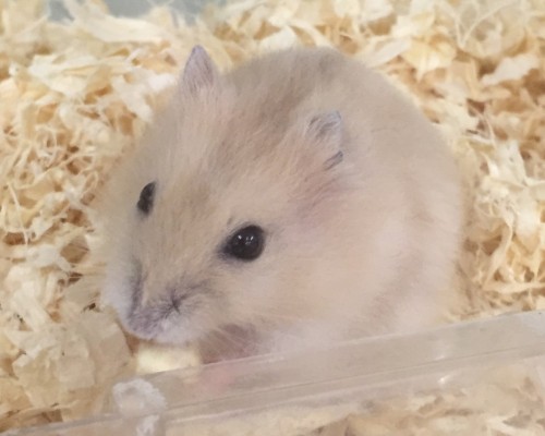 写真 2016-12-15 16 19 43