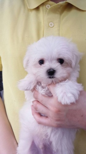 ファイル 2016-12-21 21 29 10