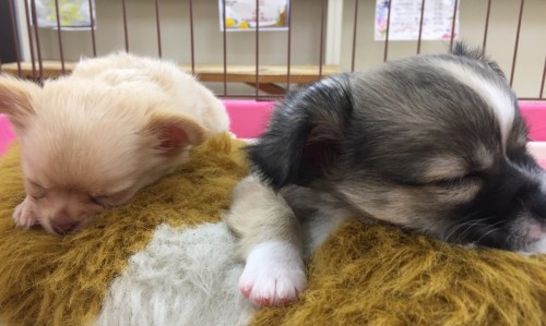 写真 2016-12-02 14 00 42 - コピー