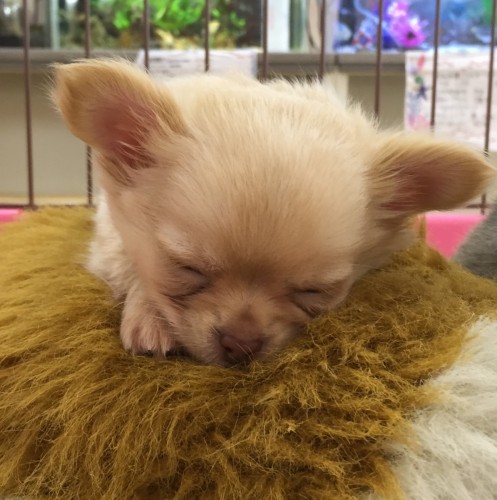 写真 2016-12-02 14 00 52 - コピー