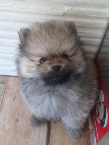 写真 2017-01-28 12 32 25