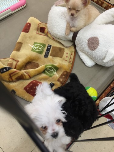 写真 2017-01-02 19 15 36