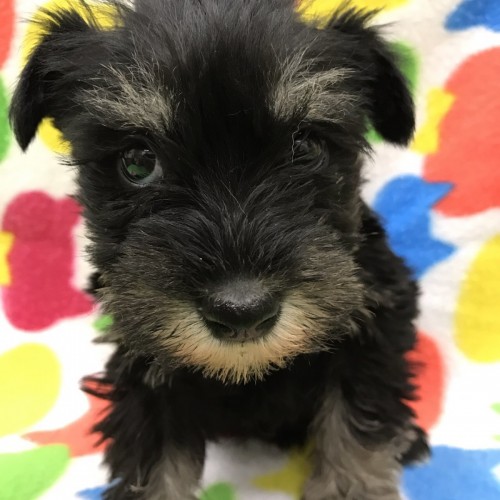 写真 2017-01-25 19 55 11